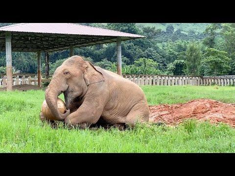 Former Circus Young Bull Elephant 'San Meung' Joyful With A Yoga Ball - ElephantNews #Video