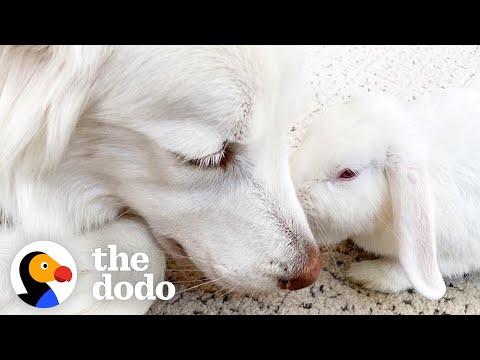 Rescue Bunny Gets Super Needy Around Her Favorite Dog #Video
