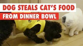 Dog Steals Cats Food From Dinner Bowl