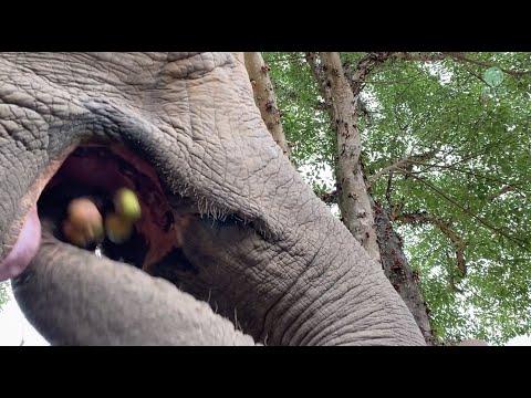 Elephants And Fig Tree - ElephantNews #Video