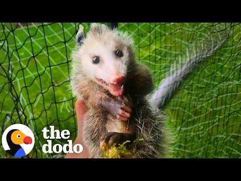 Tiny Opossum Trapped In Soccer Net Gets A Second Chance #Video