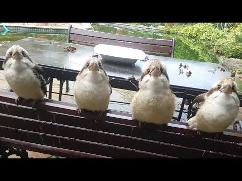 Overrun by cute birds! Kookaburras and a magpie #Video