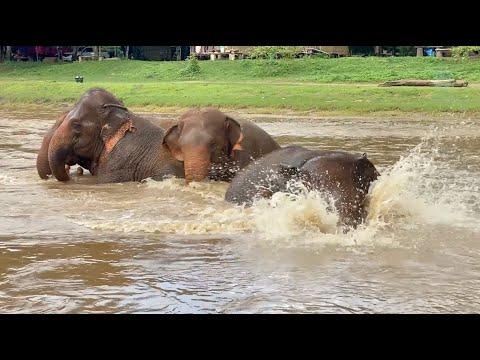 Happy Together: Four Rescued Elephants Find Joy in the Rain - ElephanrNews #Video