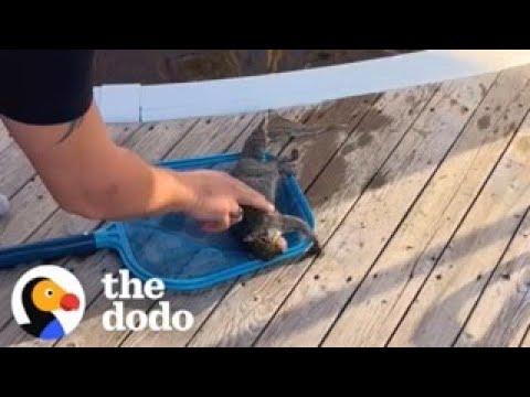 Guy Gives Squirrel CPR #Video