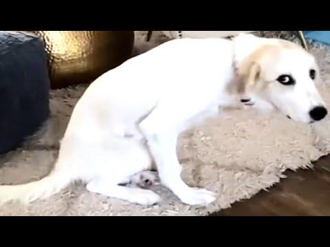 Husband shocked when wife brought this dog home #Video