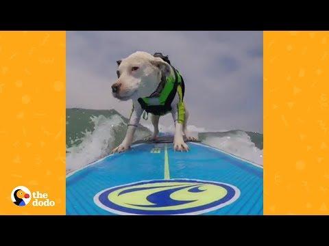 Pit Bull Found In Parking Garage Becomes Surfing Pro | The Dodo