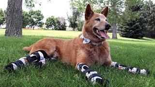 A Medical Miracle Gives New Life To This Amazing Bionic Dog!