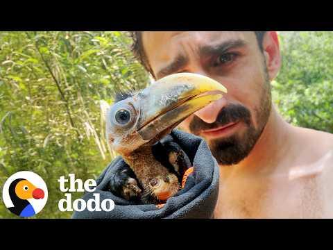 Wildlife Hero Paul Rosolie Saves Naked Baby Toucan #Video