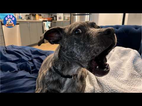 Video Of The Day!