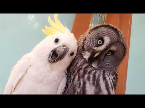 This Owl Was NOT Ready for a Talking Parrot! #Video