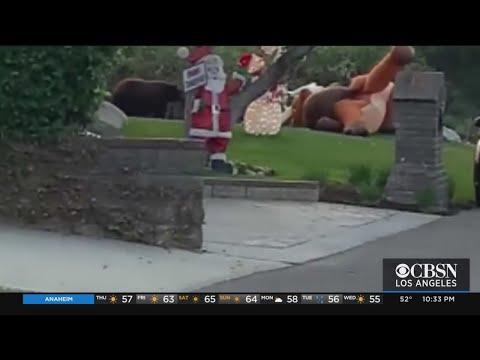 Bear Roughs Up Inflatable Rudolph #Video