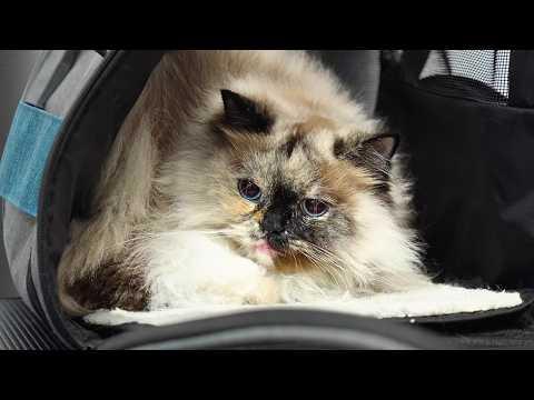 THIS INSULT SHALL NOT GO UNPUNISHED! #Video