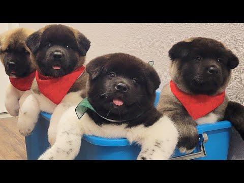 Today I groomed bear cubs | American Akita puppies #Video