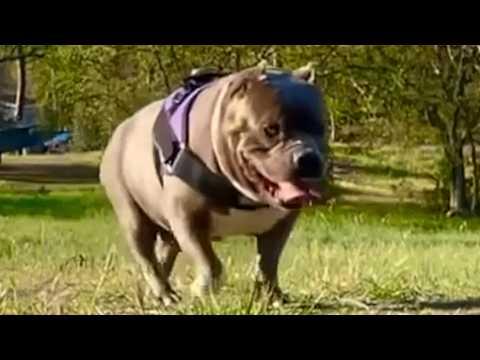 You may have never seen a dog like her #Video
