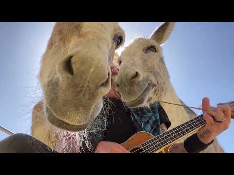 The Greatest hugs from Hazel the Donkey #Video