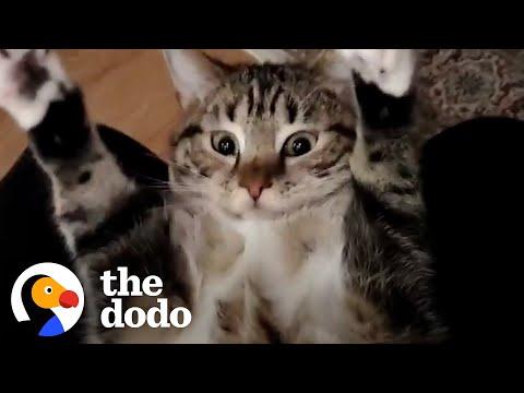 Guy Starts With Fostering One Cat Then Gets Hooked #Video