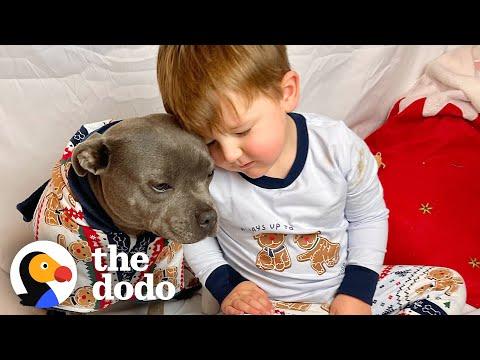 Jumping Pittie Helps Raise Her Human Brother #Video