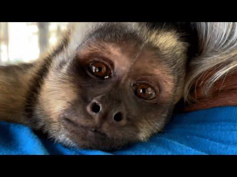 Loving monkey finds forever home after losing family #Video