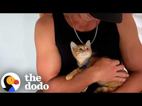 Cats Who Are Obsessed With Men #Video