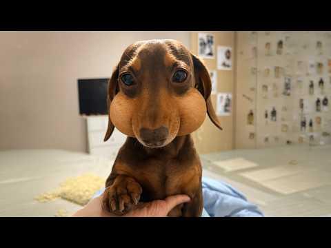 Funniest Puppies Have Absolutely NO BUSINESS Being This Cute... #Video