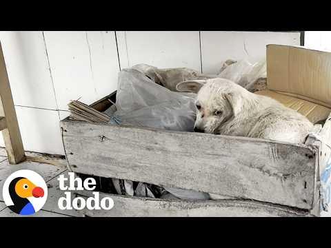 Dog Abandoned In Local Market Finds His Soul Family #Video