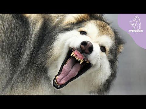 The WORST Alaskan Malamute Dog I've Ever Groomed In My Career #Video