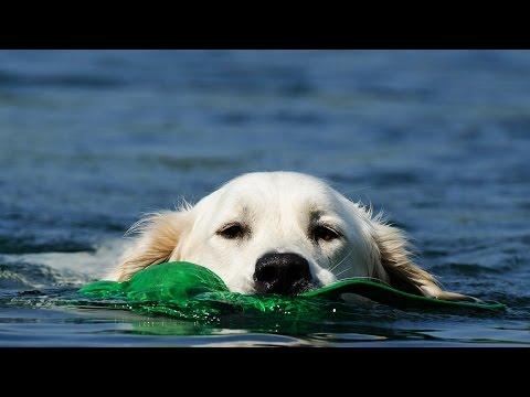 10 Golden Retriever Facts That Will Make You Smile