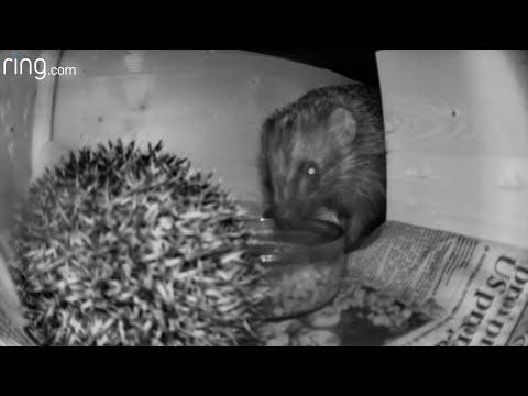 Sharing Food Is Hard — Even For Hedgehogs #Video