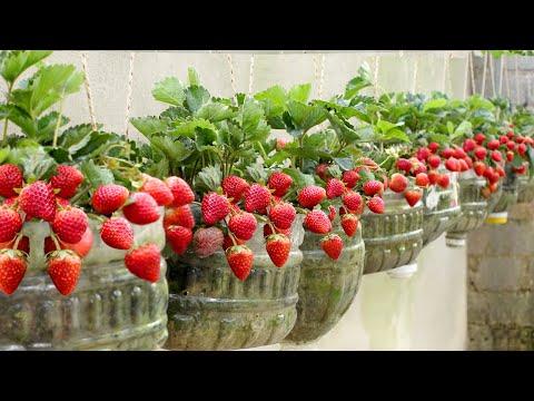 No need for a garden, Growing Strawberries at home is very easy and has a lot of fruit #Video