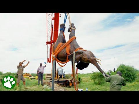 Drowning Elephant Saved by Heroes #Video