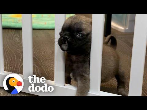 Itty-Bitty Pug Puppy Squeezes Through The Baby Gate #Video