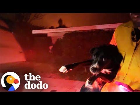 Reporters Break Into Guy's House To Save 3 Dogs In LA Fires #Video