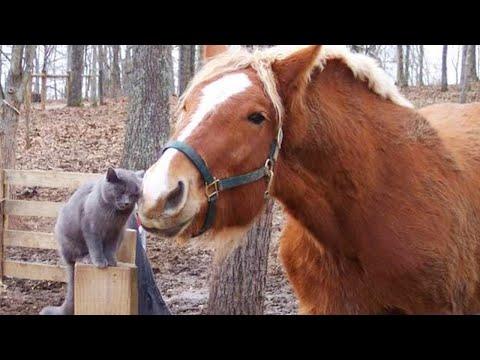 Funny Cats and Horses Talking to Each Other! Funniest CATS Video 2024 #Video