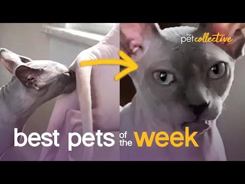 I've Made A Huge Mistake | Best Pets of the Week