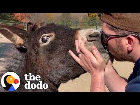 Rescued Donkey Is Completely Infatuated With His Dad #Video