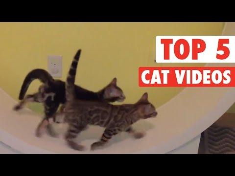 Top 5 Cat Videos || Jan 22 2016