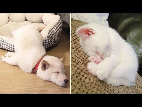 AWW CUTE BABY ANIMALS Videos Compilation Funniest and cutest moments of animals - Soo Cute kiki #2