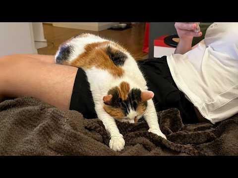 When Your Cat Deserves an Oscar for Best Comedian #Video