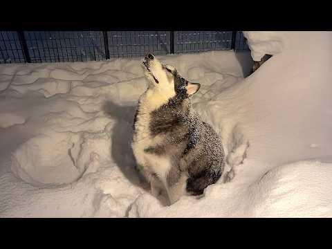 Funny Dogs Facing Snow in the Most RIDICULOUS Ways! #Video