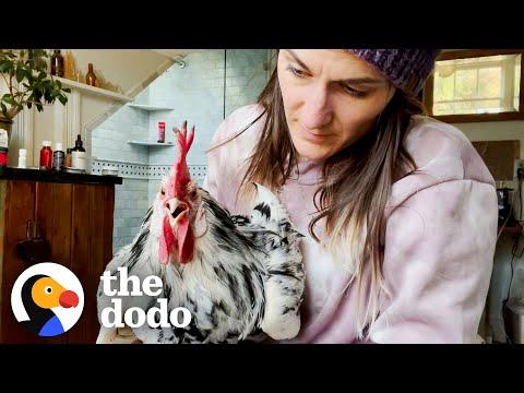 Rooster Learns To Walk Again And Comes Out Victorious! #Video