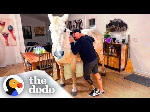 Horse Lets Herself Into The House Whenever She Wants #Video