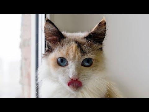 MOST ADORABLE CATS COMPILATION - Funny Cat Videos (2018)