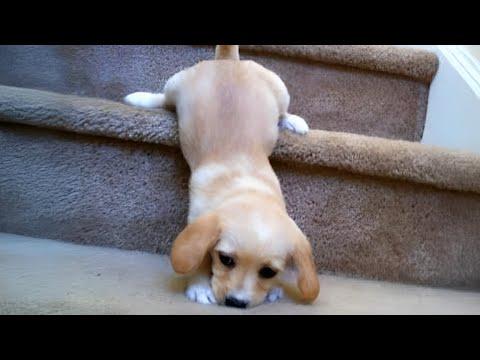 Top FUNNY PUPPIES Caught Being Absolutely Ridiculous #Video