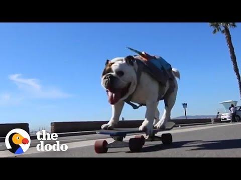 English Bulldog Can Skate Better Than You #Video