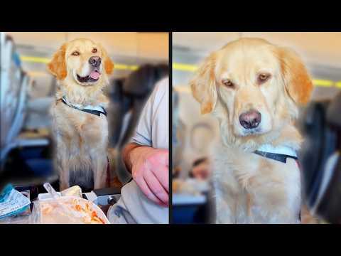 They Forgot His Order | YOUR Daily Dose of Pets #Video
