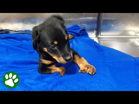 'Unsellable' puppy proves breeder wrong #Video