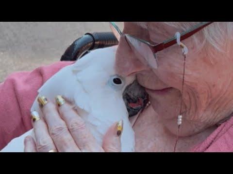 Cockatoo lost his home. A kind family has given him another chance. #video