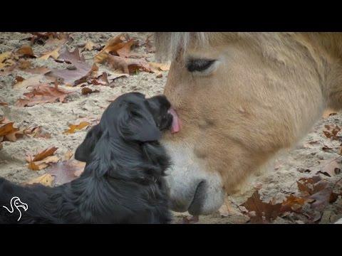 Horses Licking Dogs