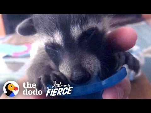 Rescued Baby Raccoon Loves To Snuggle On The Sofa | The Dodo Little But Fierce
