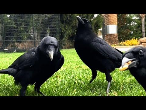 A family of crow teamed up with human to save their baby #Video